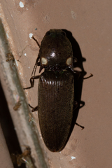 Deilelater physoderus