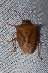 Euschistus ictericus