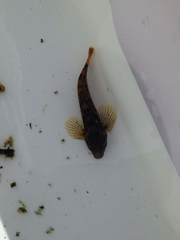 Cottus rhotheus