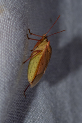 Euschistus ictericus