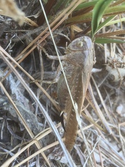 Platycleis intermedia