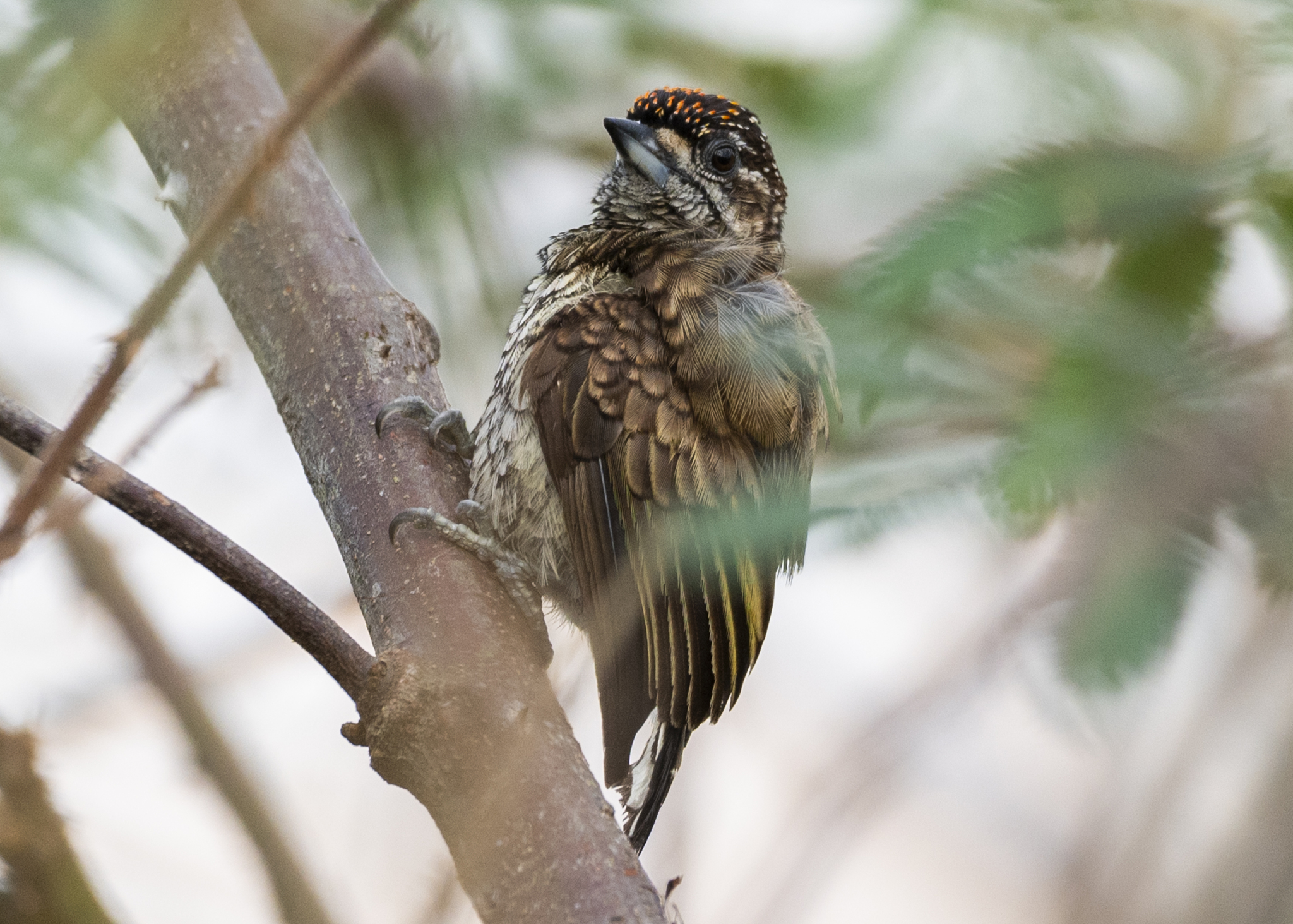 Scaled Piculet (Picumnus squamulatus), photo 2