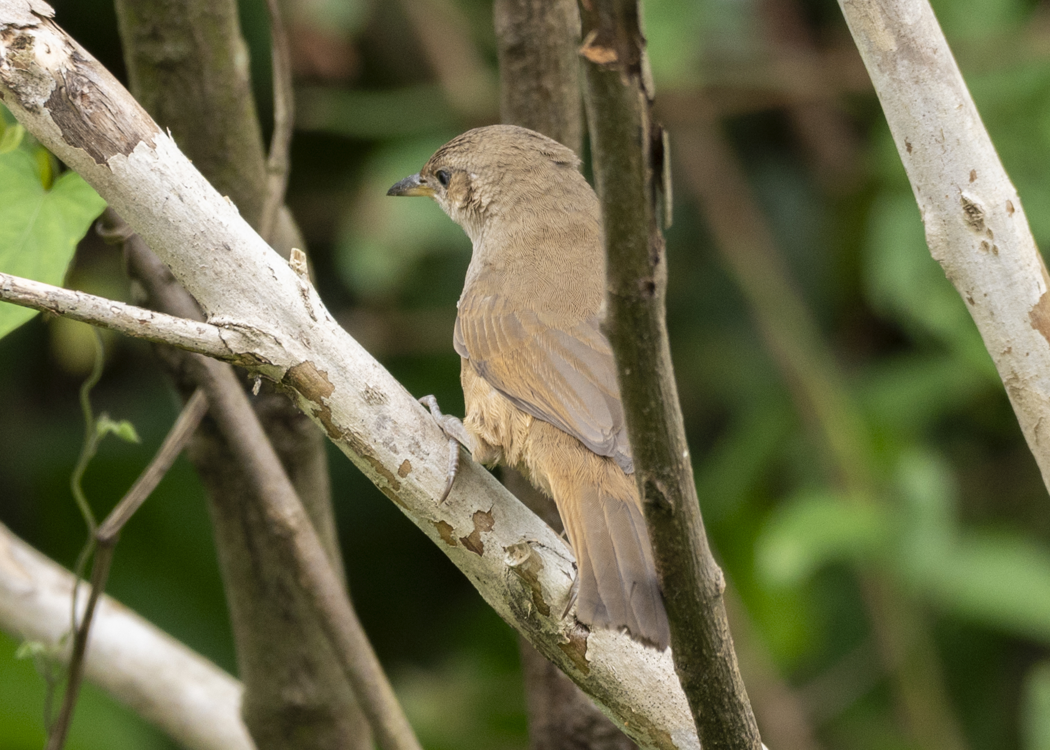Plain Thornbird (Phacellodomus inornatus), photo 1