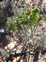 Cliffortia pulchella