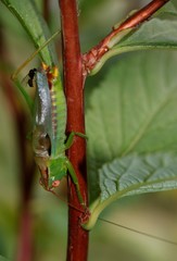 Orchelimum silvaticum