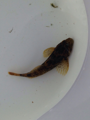 Cottus rhotheus