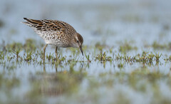 Sharp-Tailed Sandpiper photo 4