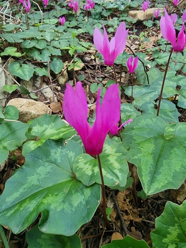 Ciclamino primaverile