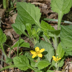 Chrysogonum repens