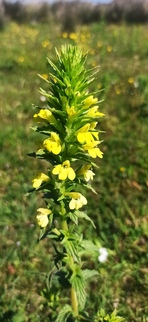 Yellow Glandweed