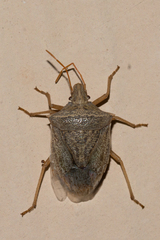 Euschistus crassus