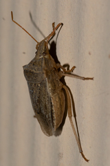 Euschistus crassus