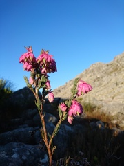 Erica glauca elegans