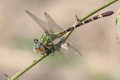 Erpetogomphus eutainia
