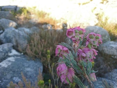 Erica glauca elegans