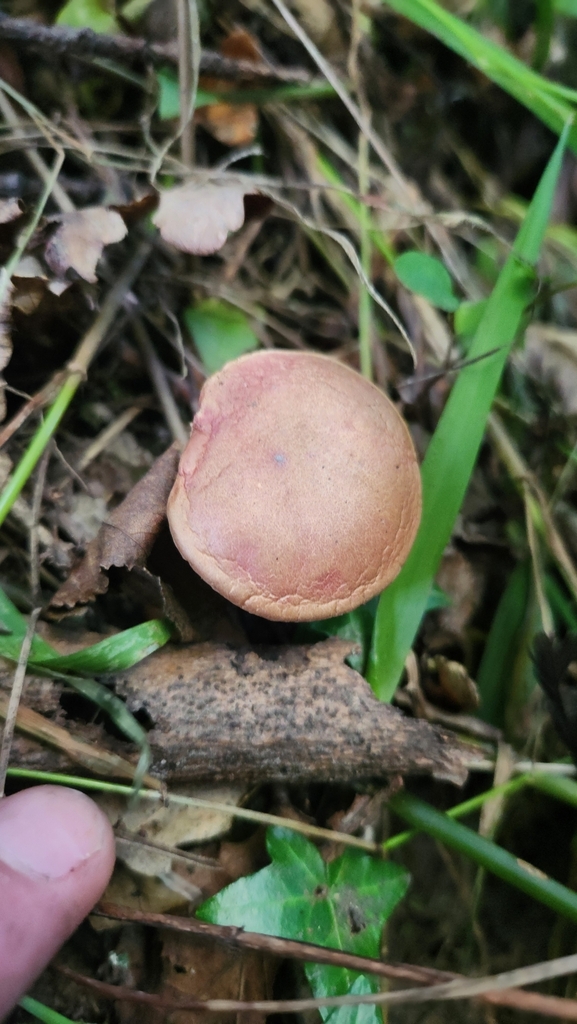 Chalciporus piperatus · April 2025 · photo: © squidney8 (iNaturalist, cc0)