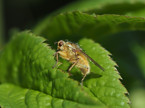 Gelbe Dungfliege
