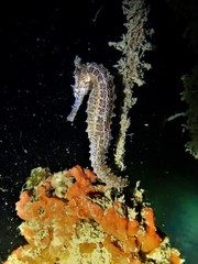 Hippocampus subelongatus