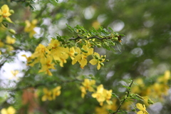 Parkinsonia texana macra