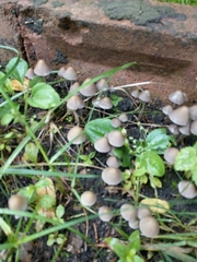 Coprinellus disseminatus
