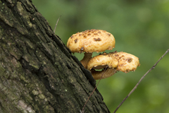 Pholiota aurivella