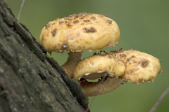 Pholiota aurivella