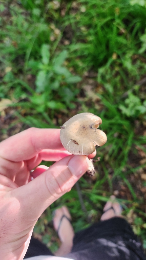 Armillaria novae-zelandiae · April 2025 · photo: © squidney8 (iNaturalist, cc0)