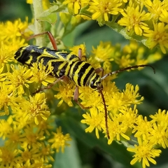 Megacyllene robiniae