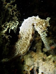 Hippocampus subelongatus