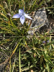 Lomatogonium carinthiacum
