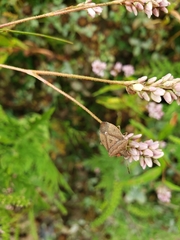 Euschistus servus euschistoides