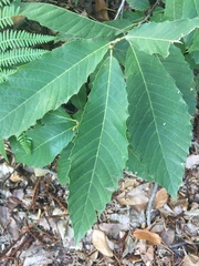 Castanea sativa