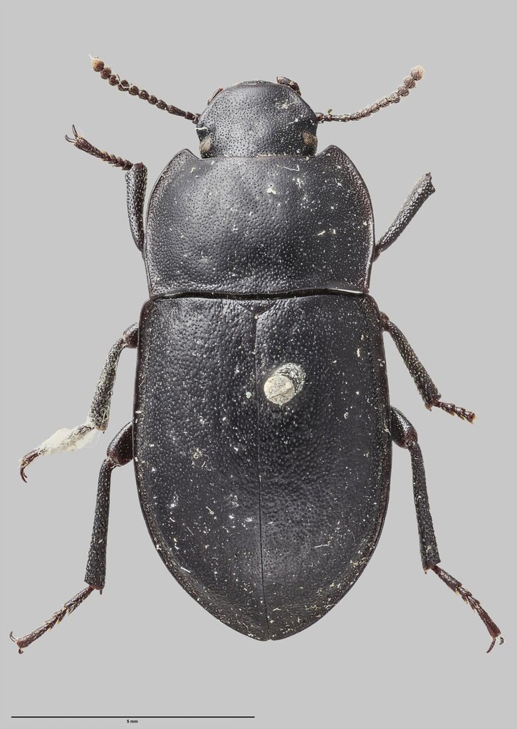 Mimopeus parvus