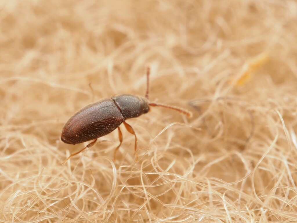 Atomaria nigrirostris