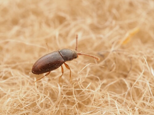 Atomaria nigrirostris