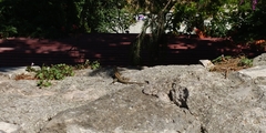 Podarcis muralis maculiventris