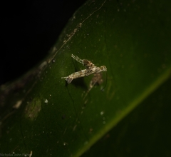 Cyphosticha panconita