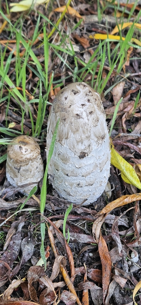 Coprinus comatus · April 2025 · photo: © shane212 (iNaturalist, cc0)
