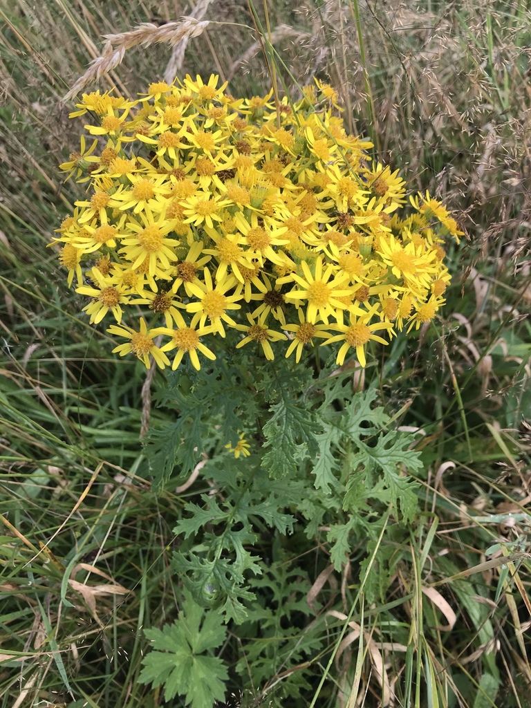 Jacobaea vulgaris — a medium houseplant, prefers full sun light