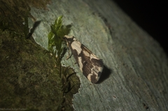 Philenora chionastis