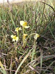 Pedicularis longiflora