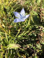 Lomatogonium carinthiacum