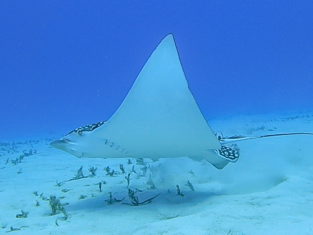 Whitespotted eagle ray showing its pale belly above sand