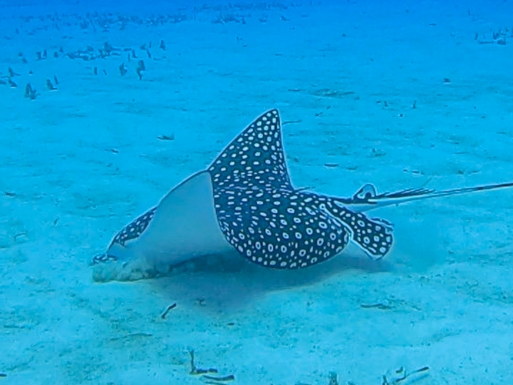 Spotted Eagle Ray