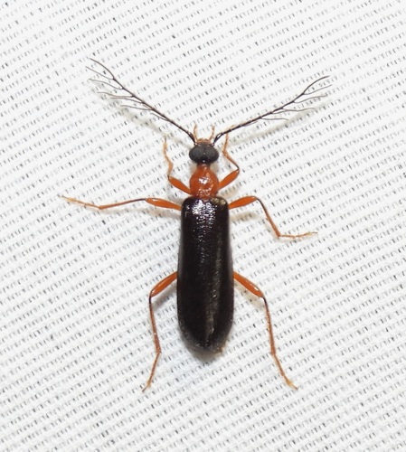 Dendroides canadensis Latreille, 1810