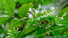 Rauvolfia verticillata