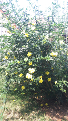 Jasminum mesnyi