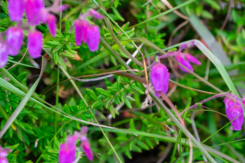 St. Dabeoc's heath