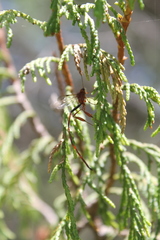 Pelecinus thoracicus