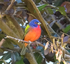 Passerina ciris ciris